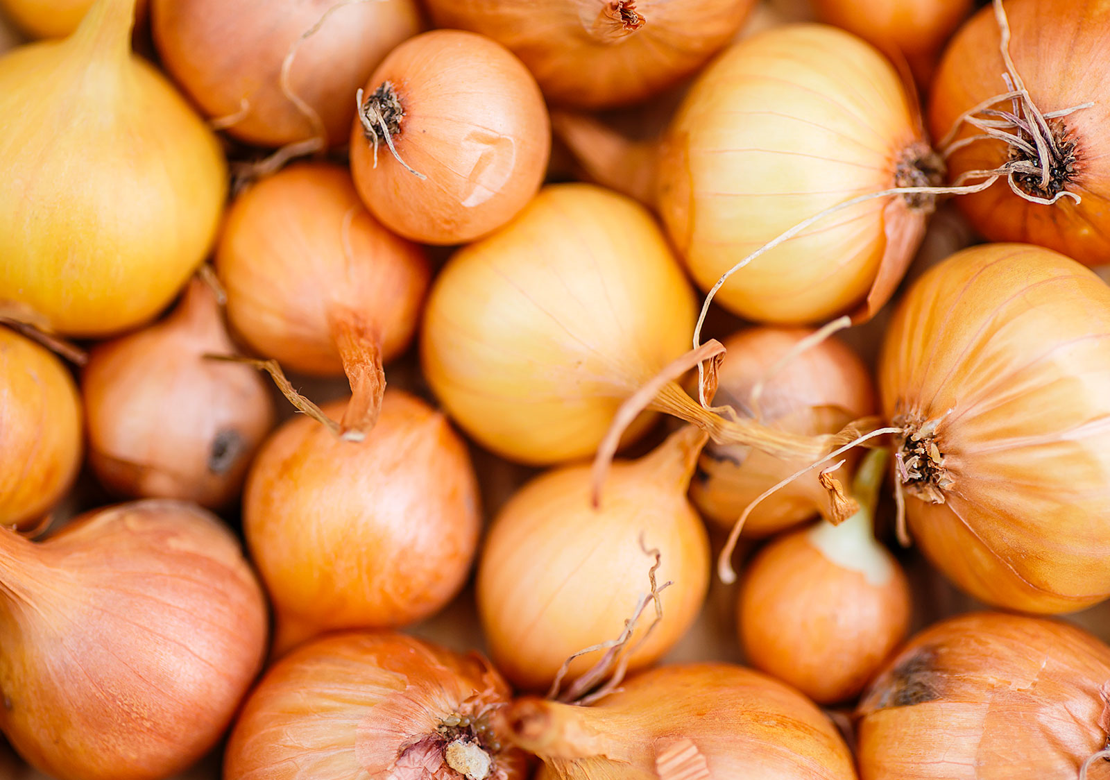 Onions